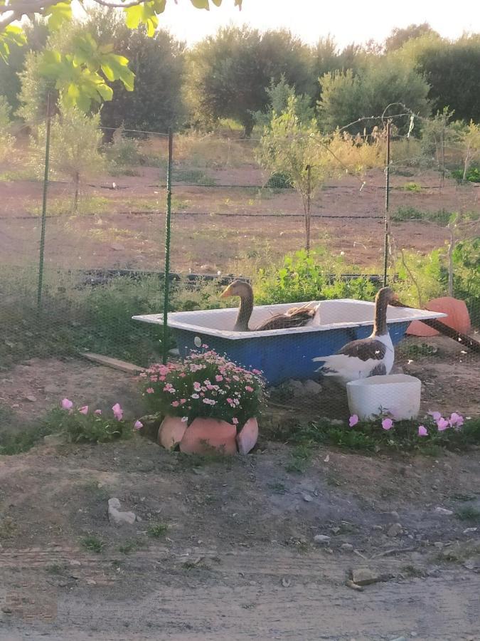 Myparadise-Farm Villa In The Centre Of South Crete Καλαμάκι Εξωτερικό φωτογραφία