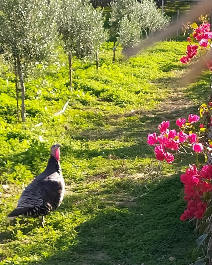 Myparadise-Farm Villa In The Centre Of South Crete Καλαμάκι Εξωτερικό φωτογραφία