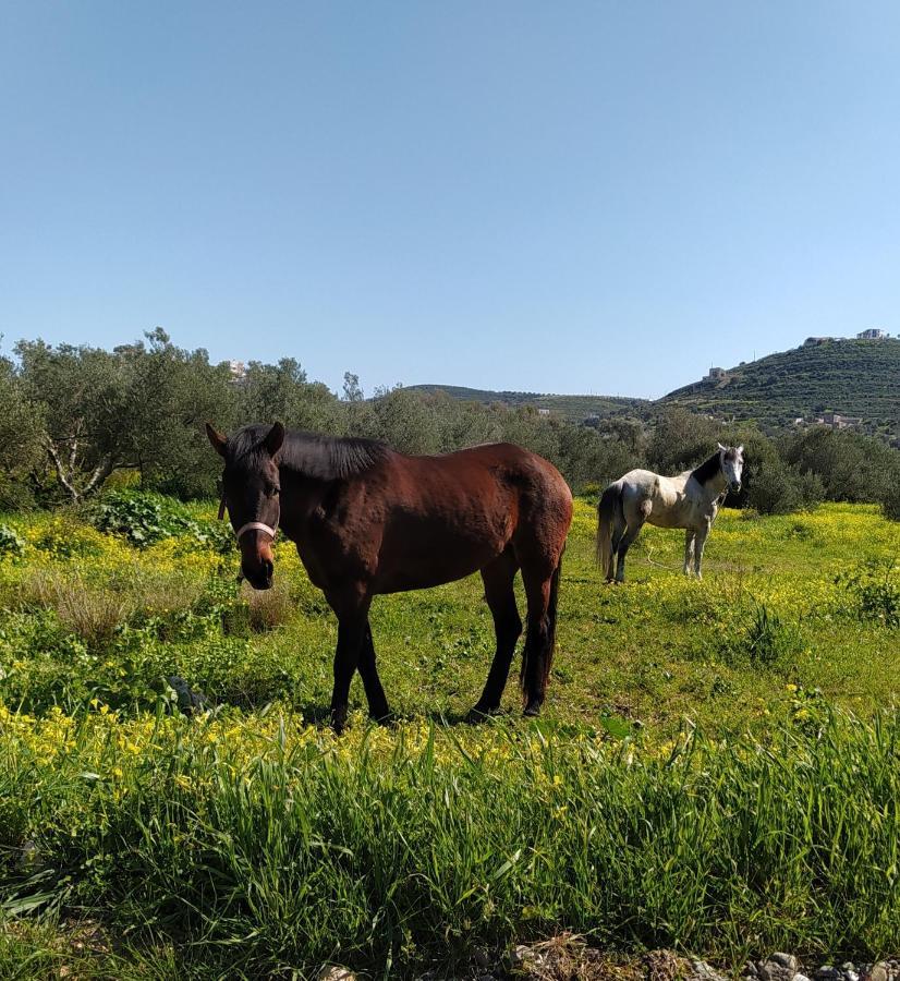 Myparadise-Farm Villa In The Centre Of South Crete Καλαμάκι Εξωτερικό φωτογραφία